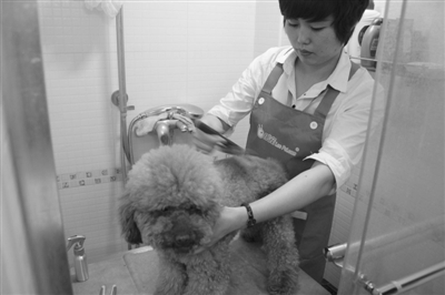 创新和转型并行 宠物行业进入o2o领域